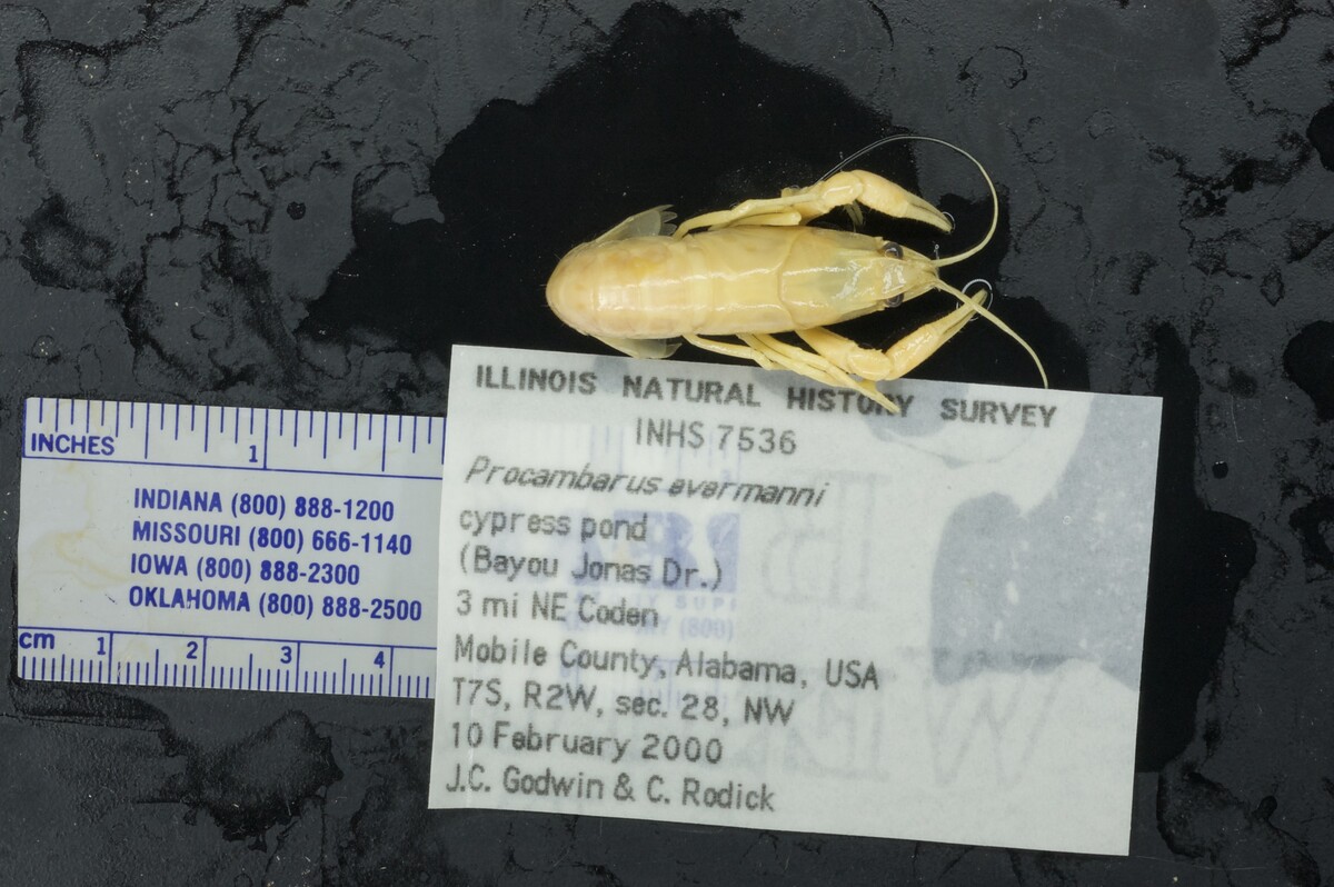 Procambarus evermanni image